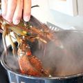 研究證實龍蝦和螃蟹「敲不昏且超怕痛」　丟進沸水時「都是被活活痛死的」…