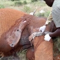 男子在野外發現大象肚子上有個小孔，仔細清理傷口後「拉出的東西」讓人傻眼！ ...