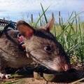 對全球貢獻最大的老鼠，20分鐘嗅出地雷，訓練一隻超4萬元