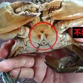 這種螃蟹千萬別買！3處火燒紋 竟是「過度％％」導致…漁民：還有尿騷味！ 