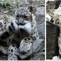 看圖慶祝！雪豹在45年後的今天終於不再是瀕危物種，人類做的保育努力終於看到成果了！