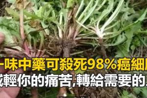 一味中藥48小時可殺死98%癌細胞 ，減輕你的痛苦！轉給需要的人！