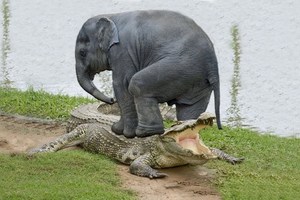 鱷魚大戰大象，沒想到下場慘不忍睹。。。