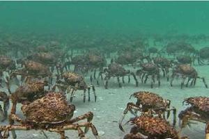 約4米長殺人蟹，在日本沿海殺害約20人，或遭到變異