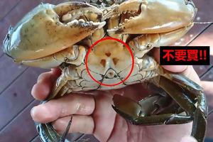 這種螃蟹千萬別買！3處火燒紋 竟是「過度％％」導致…漁民：還有尿騷味！ 