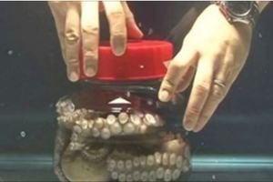 把一隻大章魚鎖緊在透明玻璃桶中，牠竟聰明到可以逃脫！太神了！