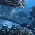 潛水教練射殺海龜　疑烹煮來吃下場慘了