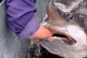 水族館巨魚張口咬手嚇壞網！館方回應了：是真魚不是Al