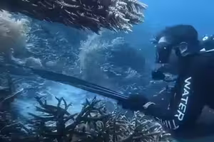 潛水教練射殺海龜 疑烹煮來吃下場慘了 潛水教練射殺海龜 疑烹煮來吃下場慘了