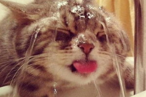 徹底解決《貓不愛喝水》的10個方法！為了毛小孩真是費盡苦心啊...