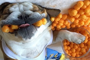 睡到失去意識的鬥牛犬《Chunky》，嘴裡放上各種食物的照片被網友瘋傳！