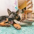 為什麼狗狗那麼「愛咬你的鞋」？發現真正原因後保證你不會再生氣了！