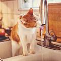 為何貓總愛喝洗手盤的流水？專家︰與野外生活習性有關……