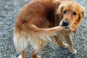 為什麼狗狗老愛「咬自己的尾巴」？大部分的人都答錯了！
