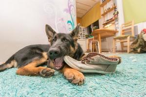 為什麼狗狗那麼「愛咬你的鞋」？發現真正原因後保證你不會再生氣了！