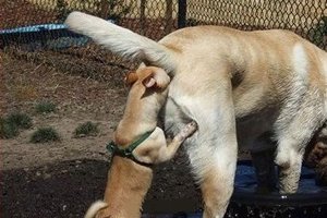 為什麼狗狗一見面「就要聞屁屁」？原來「不只打招呼」這麼簡單！