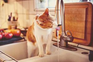 為何貓總愛喝洗手盤的流水？專家︰與野外生活習性有關……