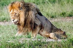 攝影師拍下雄獅餓死前最後身影，瘦弱的身軀只剩皮包骨