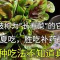 稱為「長壽菜」的它，入夏吃，勝吃補藥！10種吃法不知道真虧