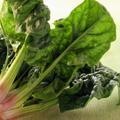 吃什么蔬菜对肺好，养肺润肺的食物介绍