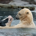 這隻北極熊對乳牛朋友「又親又抱」，遊客以為是從小到大的好朋友，但下一秒遊客大喊：「欺騙我的感情」