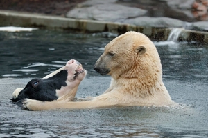 這隻北極熊對乳牛朋友「又親又抱」，遊客以為是從小到大的好朋友，但下一秒遊客大喊：「欺騙我的感情」