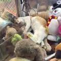 【影片】夾娃娃機裡竟然有一隻真貓　他們最後決定「還是夾夾看好了」