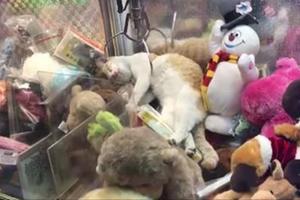 【影片】夾娃娃機裡竟然有一隻真貓　他們最後決定「還是夾夾看好了」