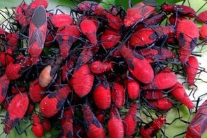 紅火蟻入侵？ 其實是紅姬緣椿象大爆發