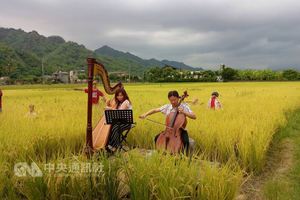 稻浪音符在美濃共舞 張正傑閃奏田園詩歌