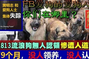 砂州美里813流浪狗遭人道毀滅  爱心大使黄明志！FB爱狗的爱狗人士们，你在哪里？