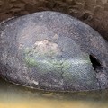 男子在河邊發現了一顆「有黑色鱗片的巨石」！沒想到經過專家鑑定後，原來這是…超級猛啊！