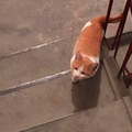浪浪橘貓跟蹤他回家，接下來發生的事…讓他傻眼，網友笑翻：根本喧賓奪主！