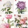 心理測試：選一個喜歡的花卉，測這輩子你還會被一見鍾情嗎