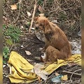 浪媽媽央求好心人「帶走自己的寶寶」，後來他看到了感人的一幕，決定「這麼做」！