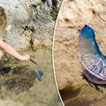 她在海邊發現美麗奇幻「彩色塑膠袋」，剛要撈起時被爸爸一把拉回，原來…瞬間嚇到腿軟！！