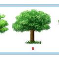 心理測試：3棵樹選一棵，看你對異性的誘惑力到底有多大？