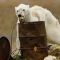 這隻北極熊是「氣候變遷的受害者」，牠瘦成「皮包骨」在垃圾堆覓食，攝影師邊哭邊拍攝！