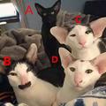 心理測試：哪只貓丑的最有水平？測婚後的你是辣媽還是大媽？