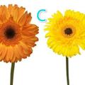 愛情測試：四朵花你會選哪朵花？測你和愛的人之間緣分有多深