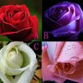 心理測試：選一朵玫瑰，測你是精明還是傻？