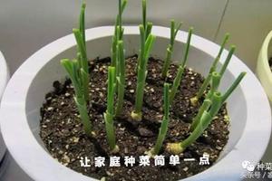 家庭種菜：陽台大蒜最詳細的種植步驟及注意事項！