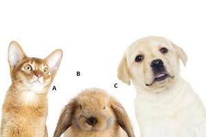 心理測試：哪只動物最呆萌？測你的實力能有多少分