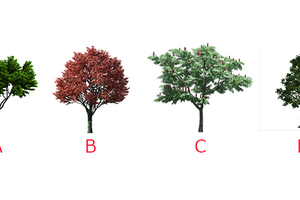 憑直覺在四棵樹裡面選一棵，測試你最近的運氣怎麼樣！