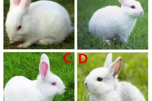 心理測試：四隻小白兔哪只最機靈？測你是否太過單純而分不清套路