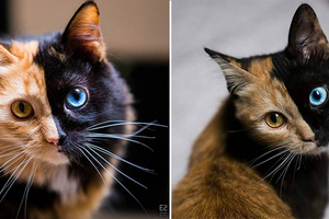 這只貓咪擁「雙色臉異色瞳」超級萌，還因此成了網紅，脖子以下毛色更令人讚歎！