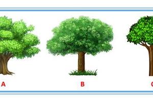 心理測試：3棵樹選一棵，看你對異性的誘惑力到底有多大？