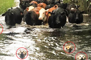 艾瑪風災農場「4警犬帶領牛群」逃離災區，照片在網路上爆紅！