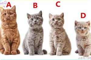 心理測試：選一隻貓咪，可測出今年聖誕你會遇到什麼驚喜