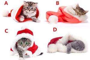 心理測試：4隻貓你覺得哪只更聰明？測出你到底有多單純